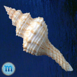 Alternative view of Fusinus strigatus (Philippi, 1851)