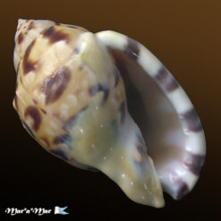 Semicassis labiata iheringi (Carcelles, 1953)