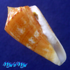Conus xanthocinctus Petuch, 1986