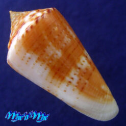 Conus xanthocinctus Petuch, 1986 - Image 4