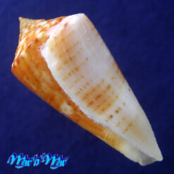 Conus xanthocinctus Petuch, 1986 - Image 3