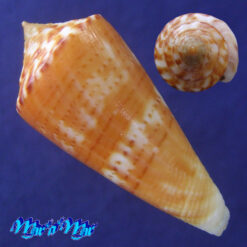 Conus xanthocinctus Petuch, 1986 - Image 2