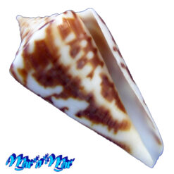 Conus clerii Reeve, 1844