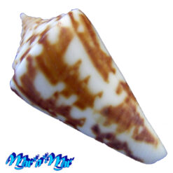 Conus clerii Reeve, 1844 - Image 2