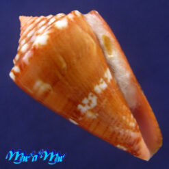 Conus (Poremskiconus) archetypus Crossé, 1865