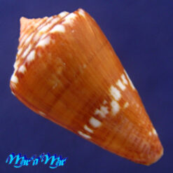 Conus (Poremskiconus) archetypus Crossé, 1865 - Imagem 2