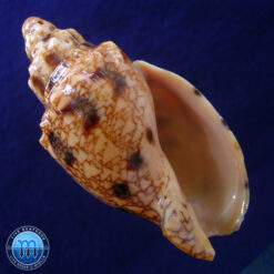 Odontocymbiola americana (Reeve, 1846)
