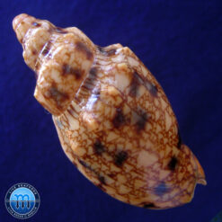 Odontocymbiola americana (Reeve, 1846) - Imagem 2