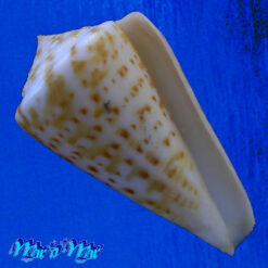 Conus clenchi Martens, 1943