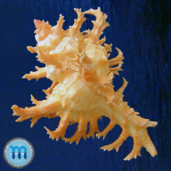 Chicoreus spectrum (Reeve, 1846) - Imagem 2