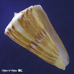 Conus riosi Petuch, 1986