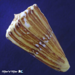 Conus riosi Petuch, 1986 - Imagem 2