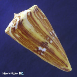 Conus riosi Petuch, 1986 - Imagem 3
