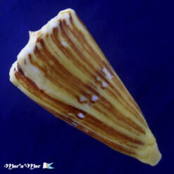 Conus riosi Petuch, 1986 - Imagem 4