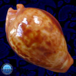 Cypraea (Propustularia) surinamensis aubryana (Perry, 1811)