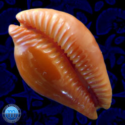Cypraea (Propustularia) surinamensis aubryana (Perry, 1811) - Imagem 2