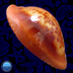 Cypraea (Propustularia) surinamensis aubryana (Perry, 1811) - Imagem 3