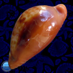 Cypraea (Propustularia) surinamensis aubryana (Perry, 1811) - Imagem 4
