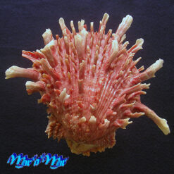 Spondylus princeps Broderip, 1833