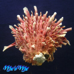 Spondylus princeps Broderip, 1833 - Imagem 2