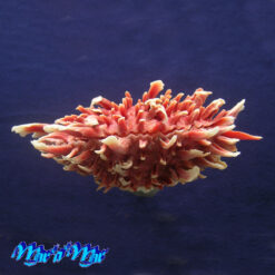 Spondylus princeps Broderip, 1833 - Imagem 3