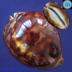 Cypraea (Zoila) thersites Gaskoin, 1849