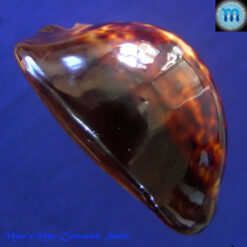 Cypraea (Zoila) thersites Gaskoin, 1849 - Image 3
