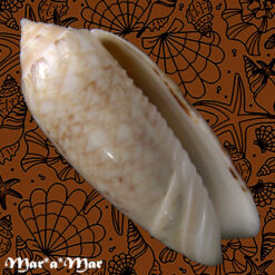 Americoliva circinata jorioi (Petuch, 2013)