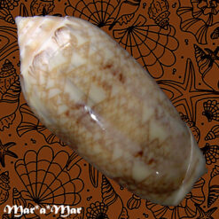 Alternative view of Americoliva circinata jorioi (Petuch, 2013)