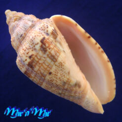 Voluta polypleura Crossé, 1876