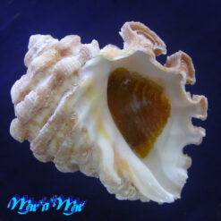 Neorapana grandis (Sowerby, 1835)