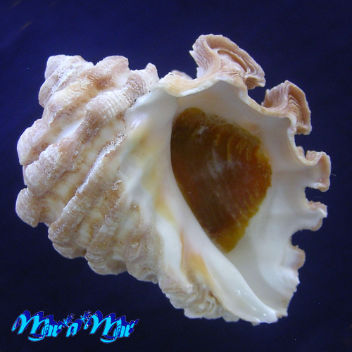 Neorapana grandis (Sowerby, 1835)