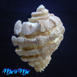 Neorapana grandis (Sowerby, 1835) - Image 3