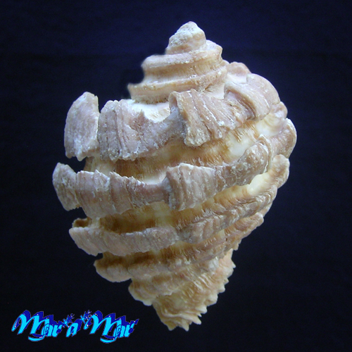 Neorapana grandis (Sowerby, 1835) - Image 3