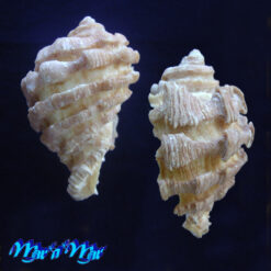Neorapana grandis (Sowerby, 1835) - Image 2