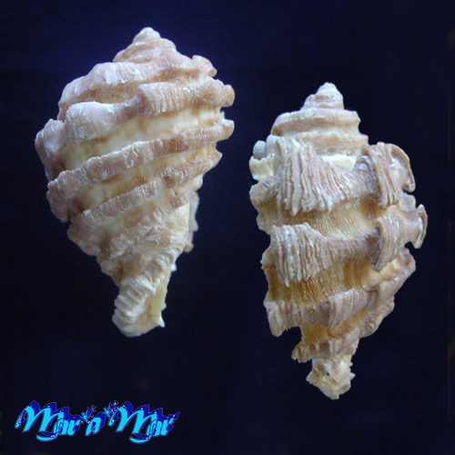 Neorapana grandis (Sowerby, 1835) - Image 2