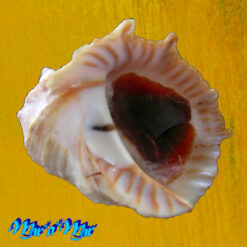 Thais planospira (Lamarck, 1822)