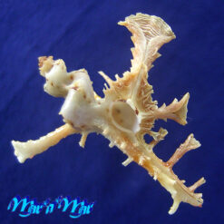 Homalocantha anomaliae Kosuge 1979