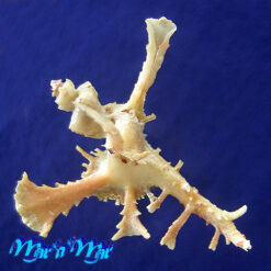 Homalocantha anomaliae Kosuge 1979 - Imagem 2