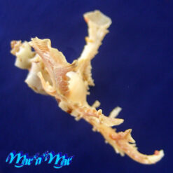 Homalocantha anomaliae Kosuge 1979 - Imagem 3