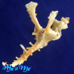 Homalocantha anomaliae Kosuge 1979 - Imagem 4