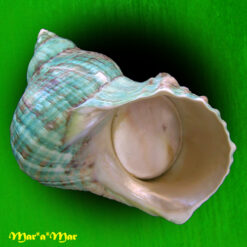Turbo imperialis Gmelin, 1791