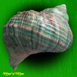 Alternative view of Turbo imperialis Gmelin, 1791