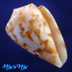 Conus neobrasiliensis (A. Monteiro, Crabos & D. Monteiro, 2025)