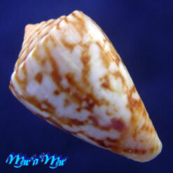 Conus neobrasiliensis (A. Monteiro, Crabos & D. Monteiro, 2025) - Imagem 2