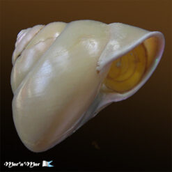 Gaza olivacea Quinn, 1991