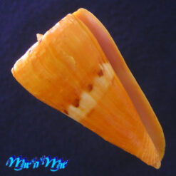 Conus riosi Petuch, 1986