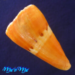 Alternative view of Conus riosi Petuch, 1986