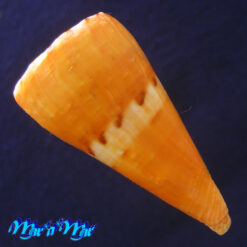 Conus riosi Petuch, 1986 - Imagem 3