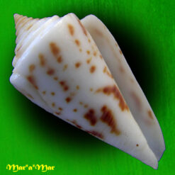Conus tostesi Petuch, 1986